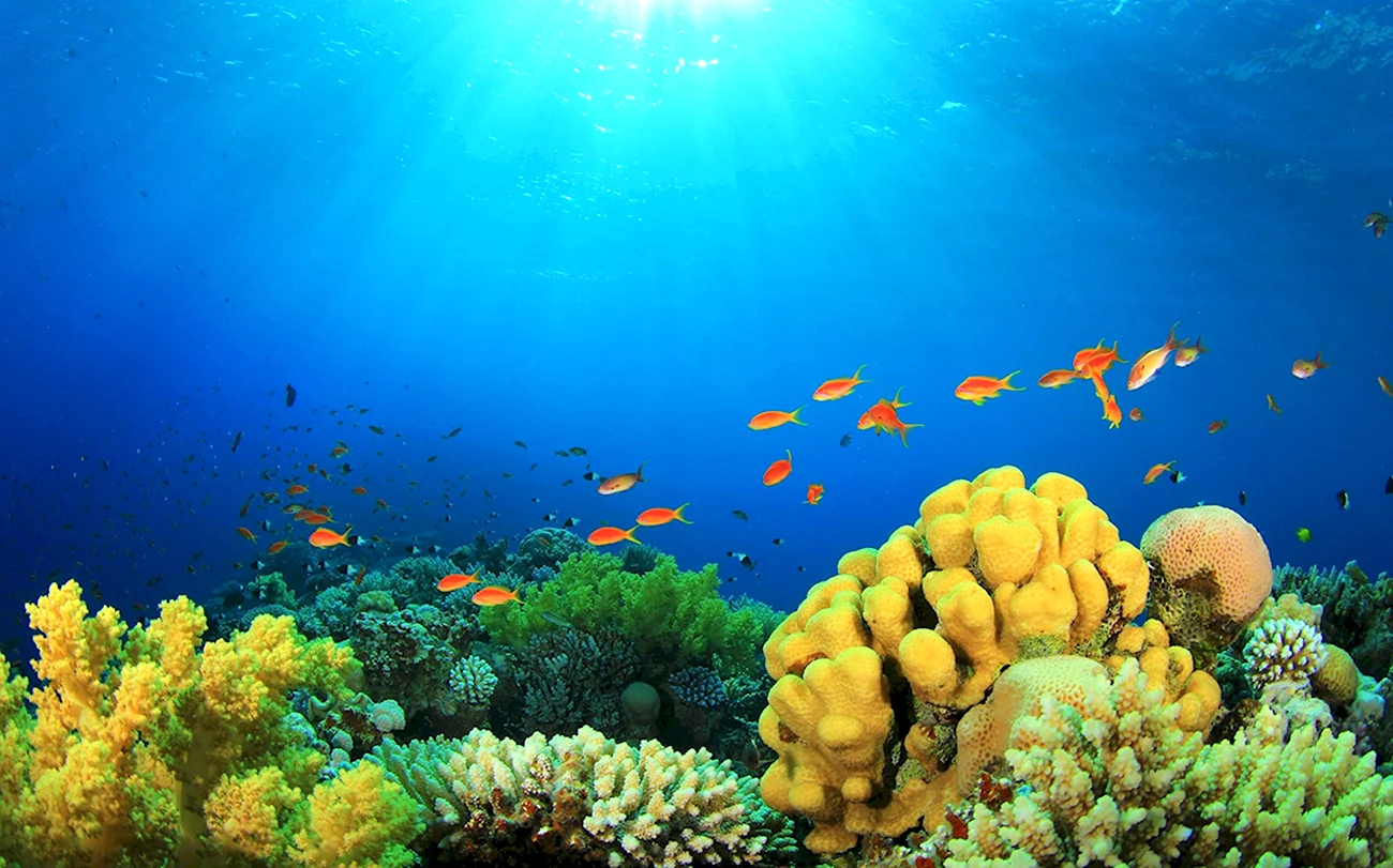 Барьерный риф новой Каледонии. Картинка