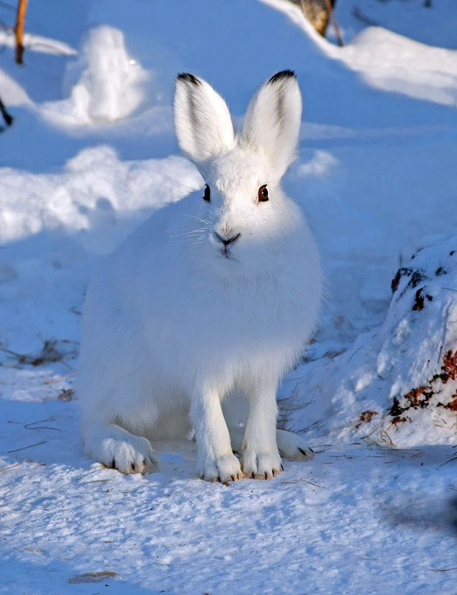 Баргузинский заповедник заяц Беляк. Красивые картинки животных