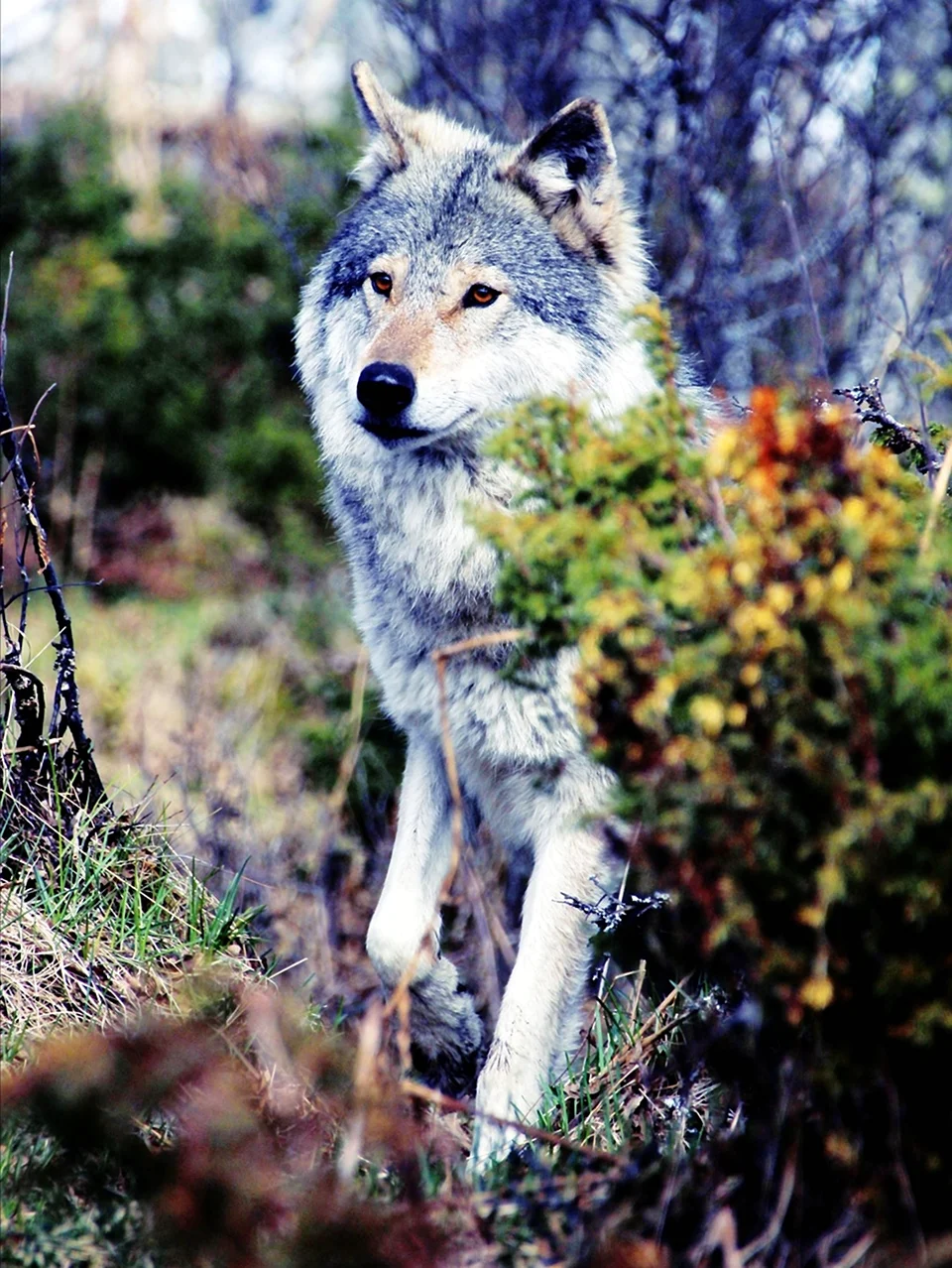 Башкирский волк. Красивое животное