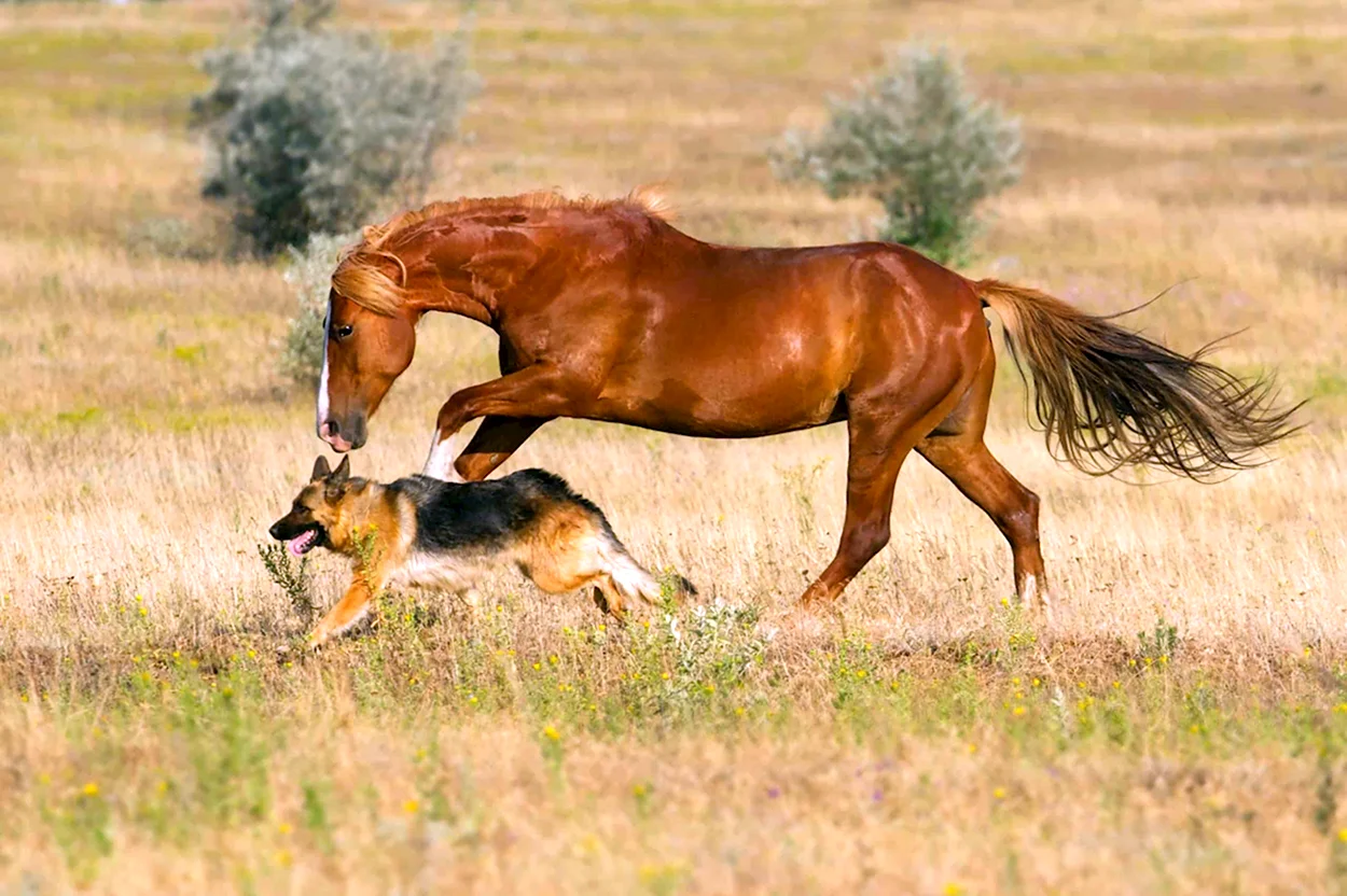 Бег лошади и собаки. Красивое животное