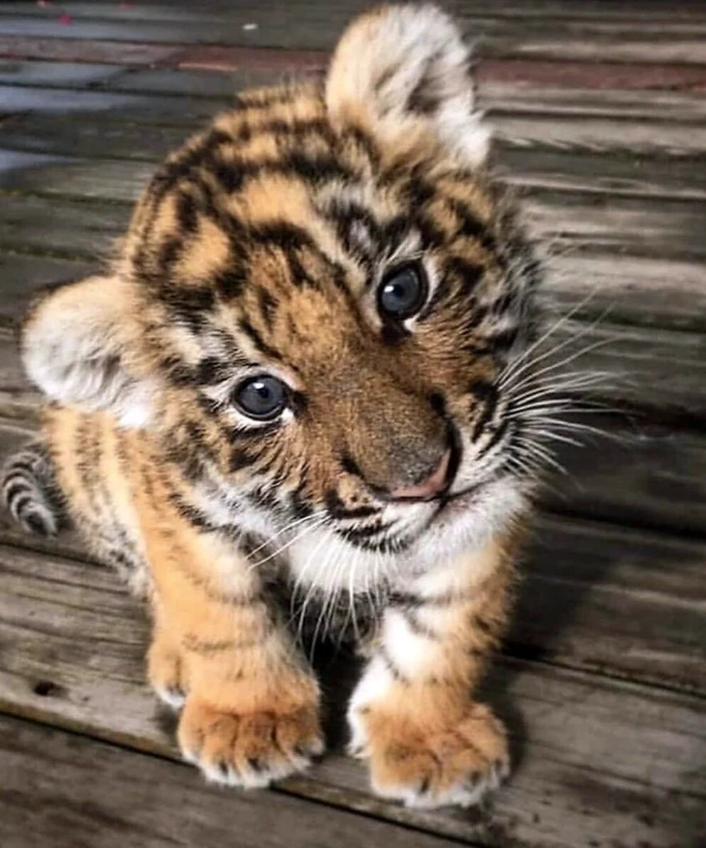 Бейби тигр. Красивое животное
