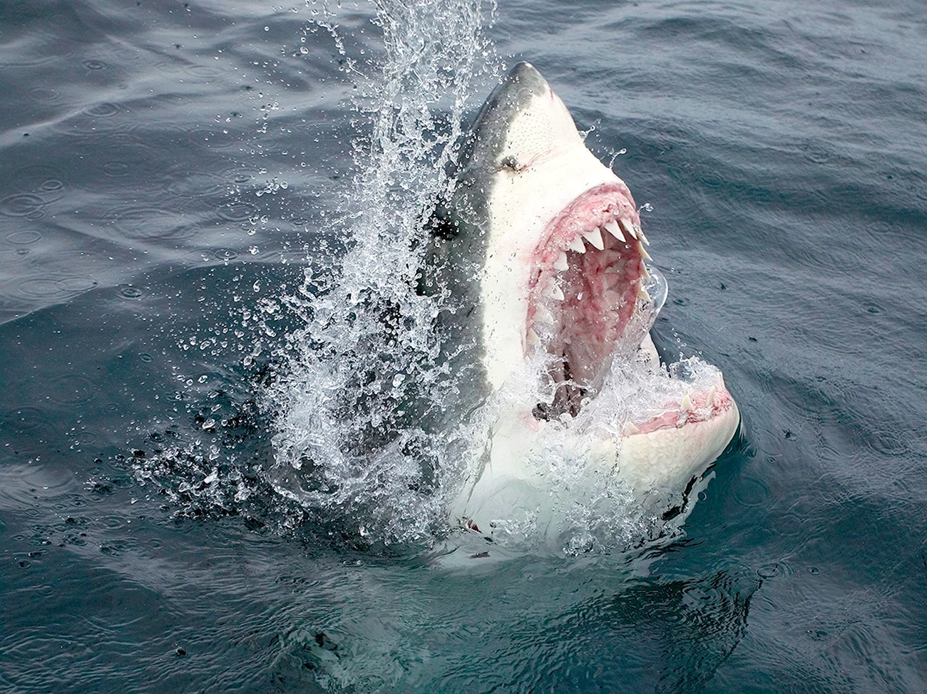Белая акула дип Блю. Картинка