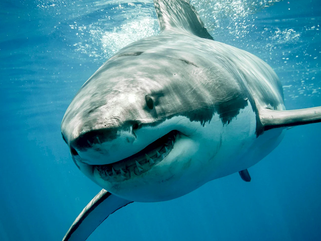 Белая акула дип Блю. Картинка