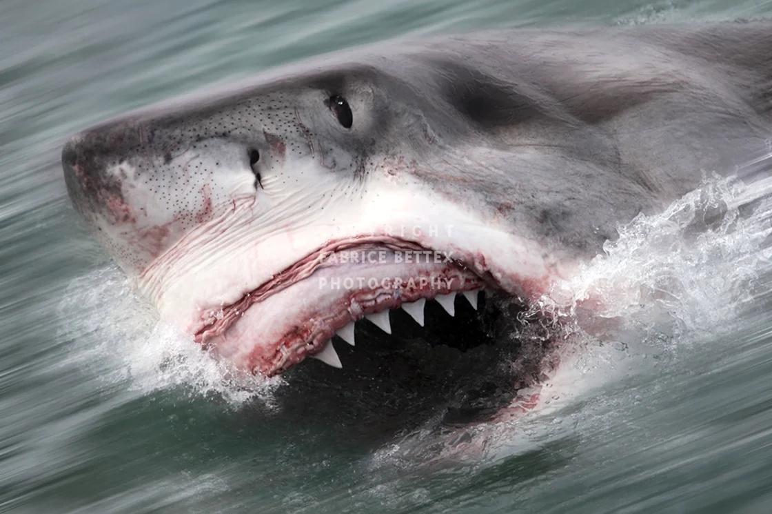 Белая акула людоед кархародон. Картинка