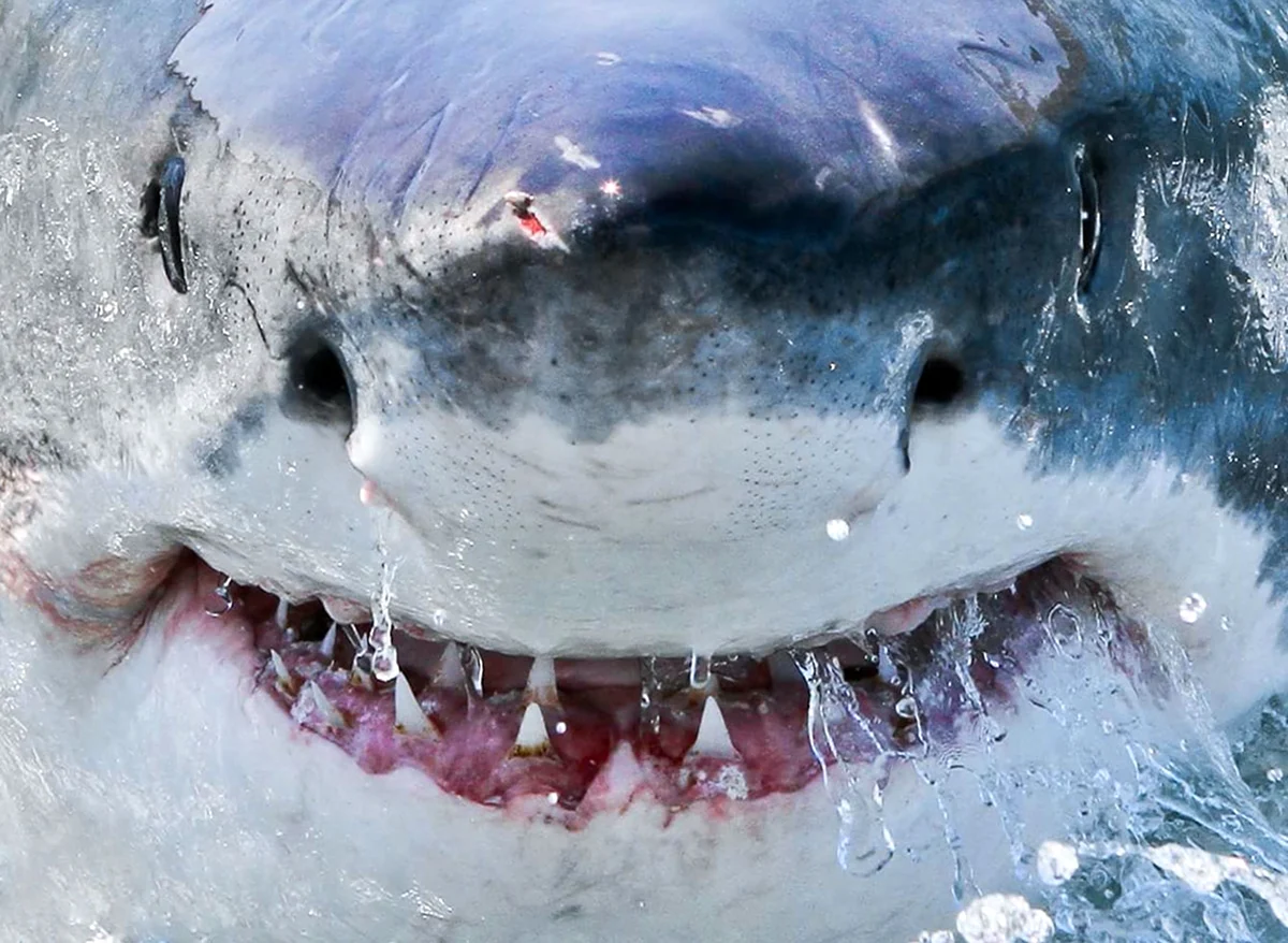Белая акула людоед кархародон. Картинка