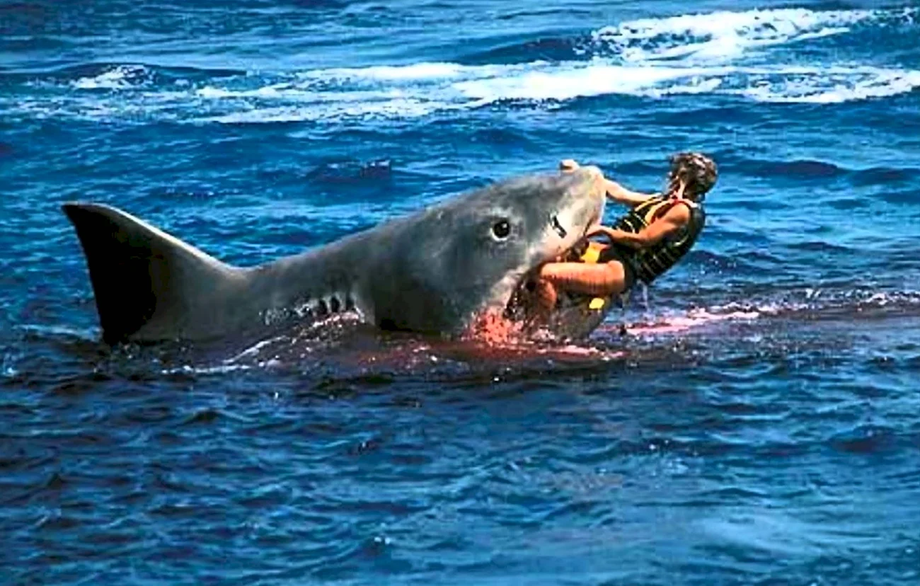 Белая акула нападает на людей. Картинка