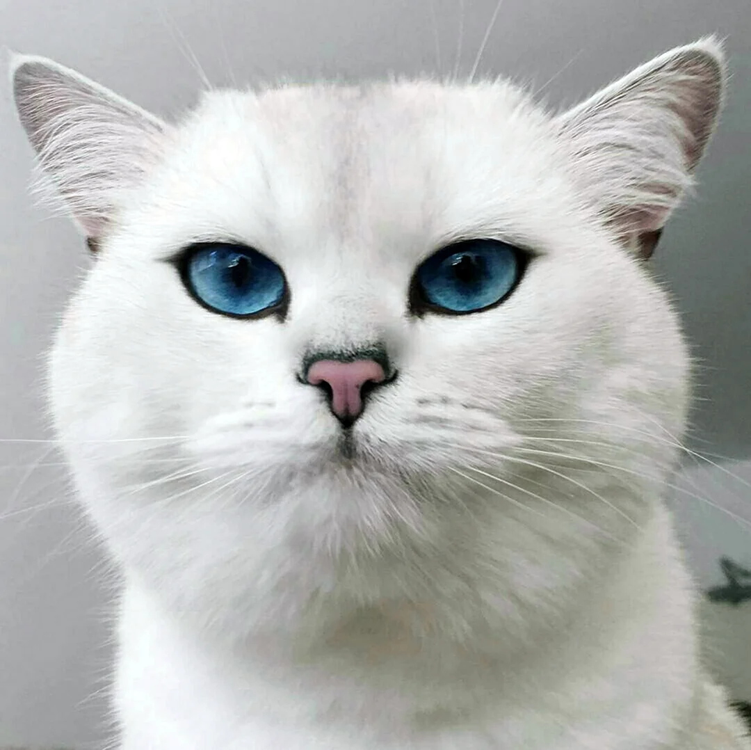 Белая британка с голубыми глазами. Красивое животное