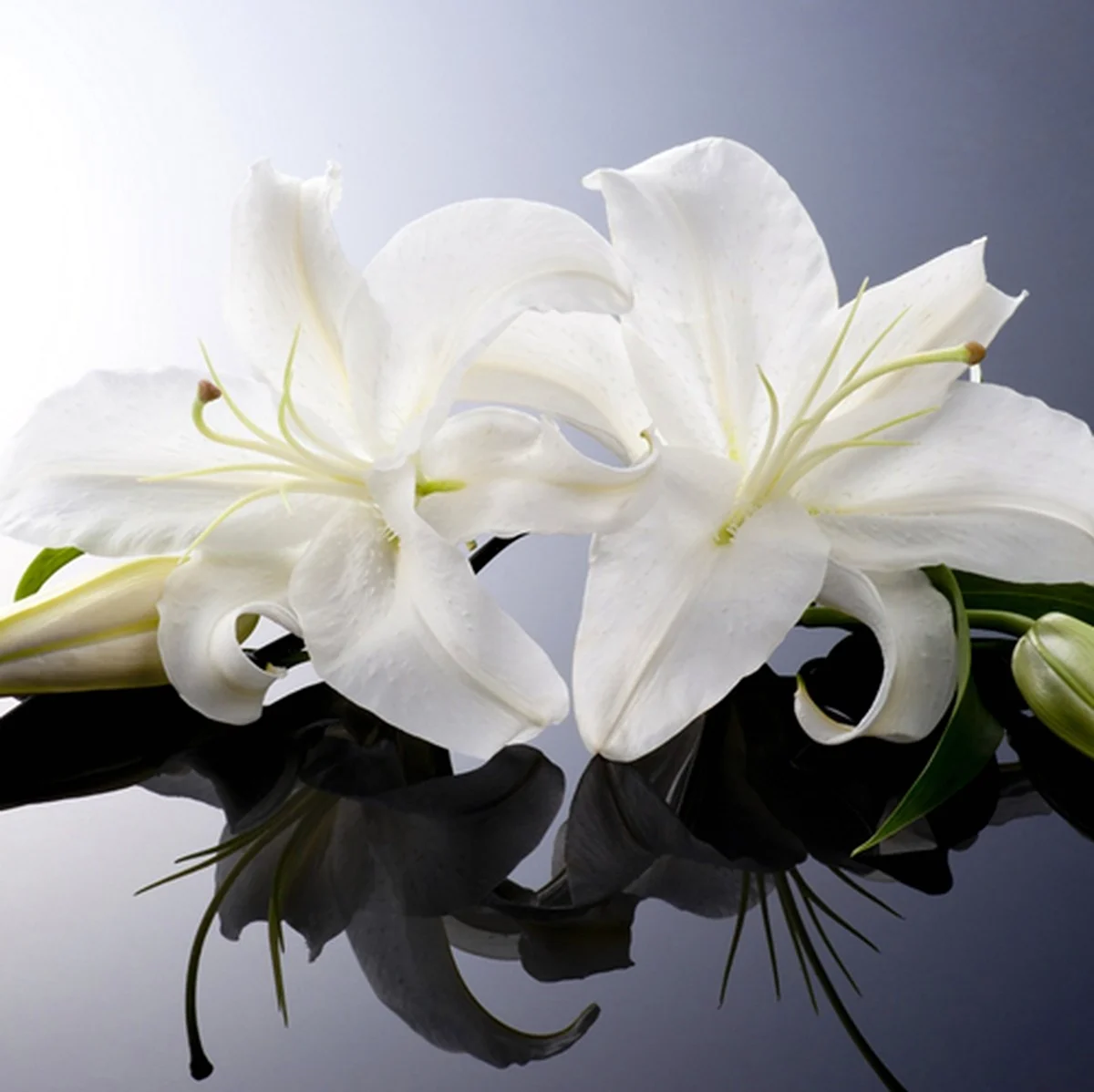 Белая Лилия цветок. Красивая картинка