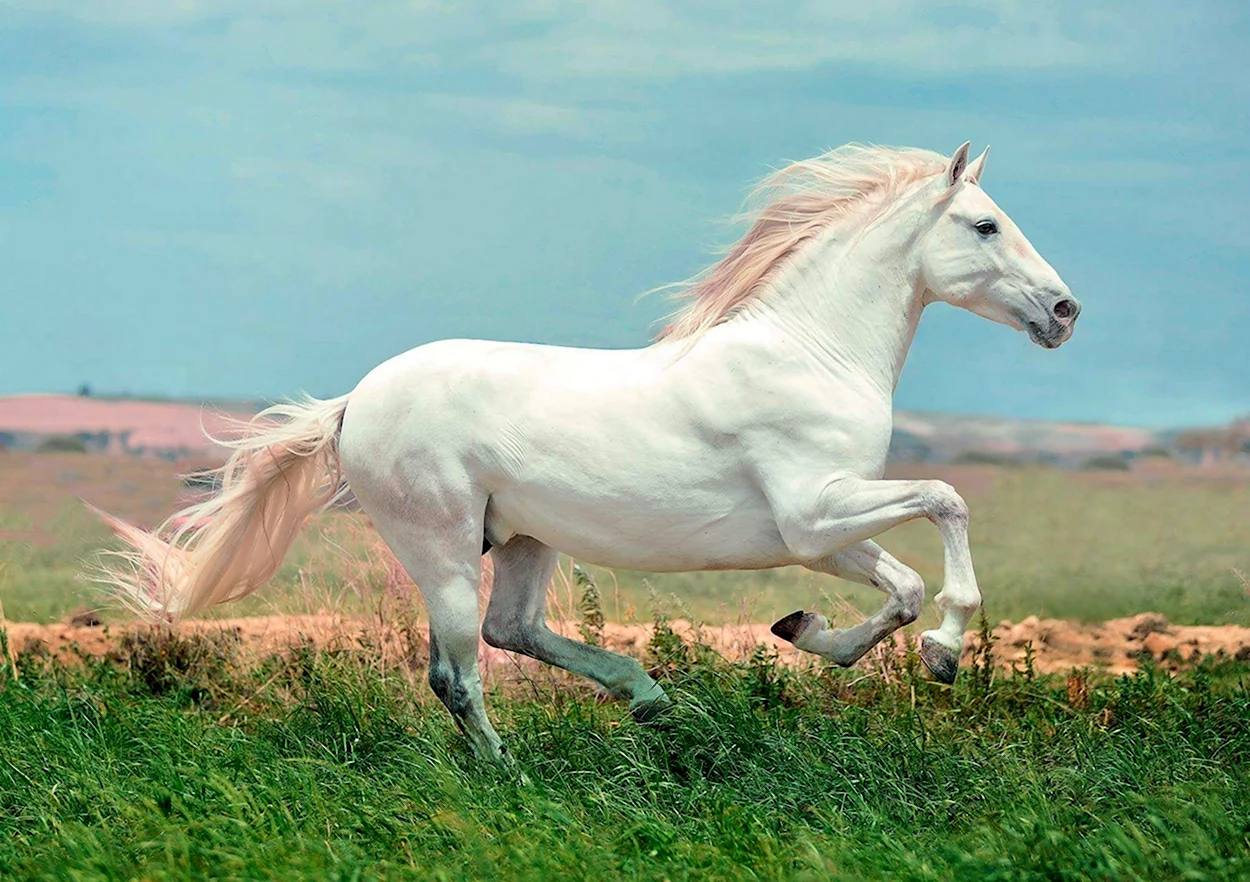 Белая лошадь. Красивое животное