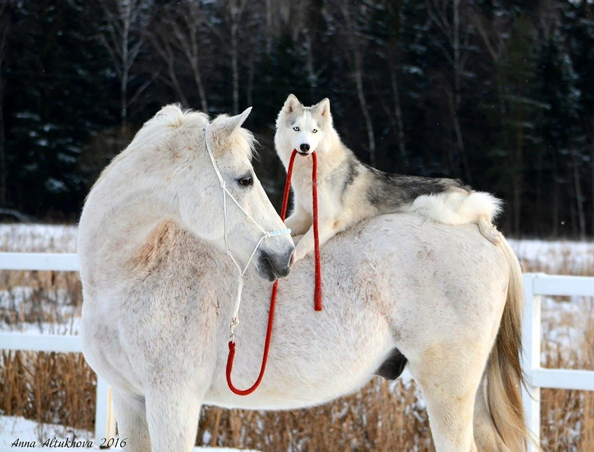 Белая лошадь и волки. Красивое животное