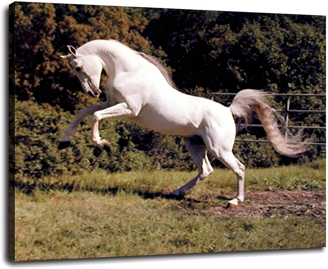 Белая лошадь на дыбах. Красивое животное