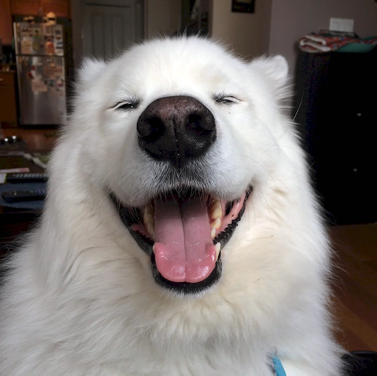 Белая собака улыбается. Красивое животное