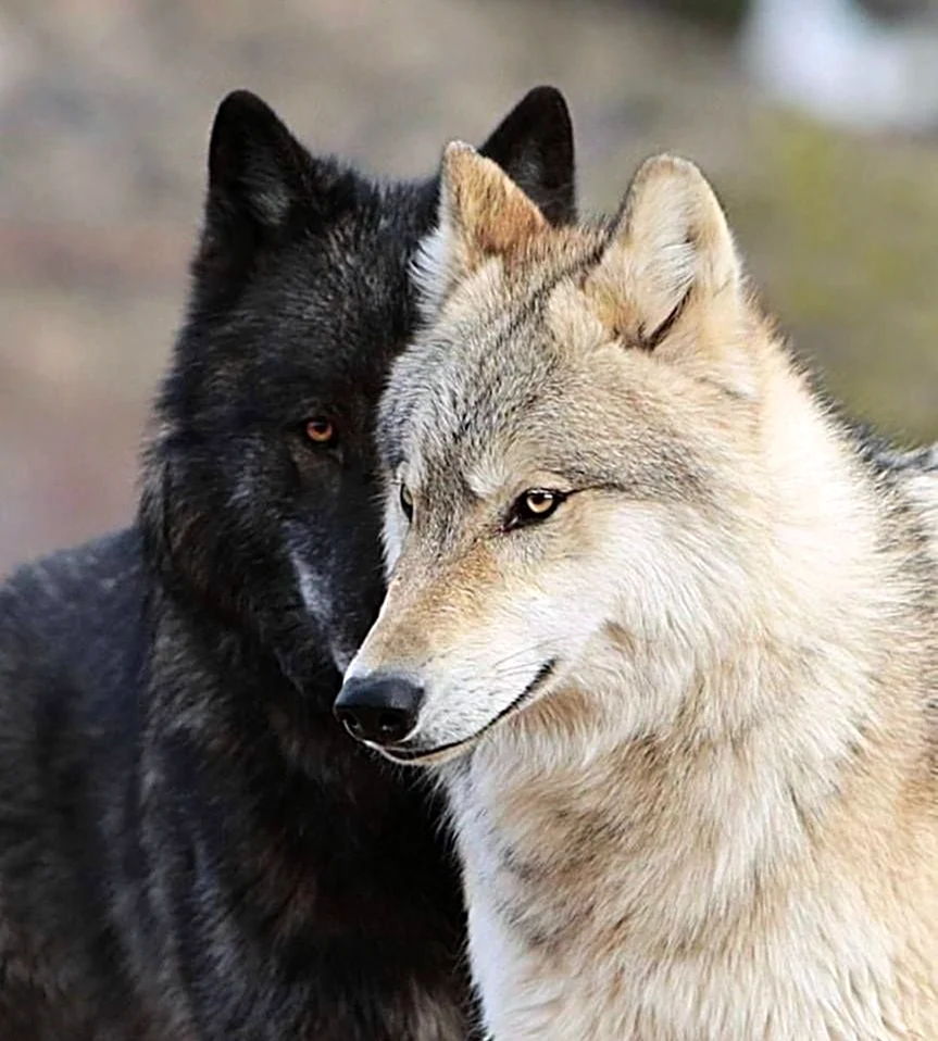 Белая волчица и черный волк. Красивые картинки животных