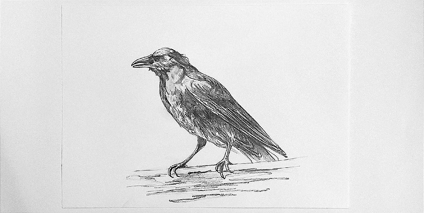 Белая ворона рисунок карандашом. Для срисовки