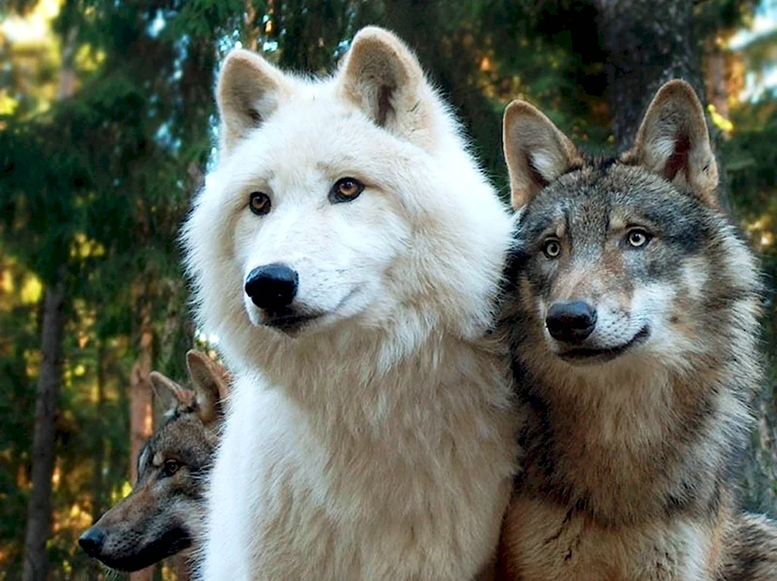 Бело серый волк. Красивые картинки животных