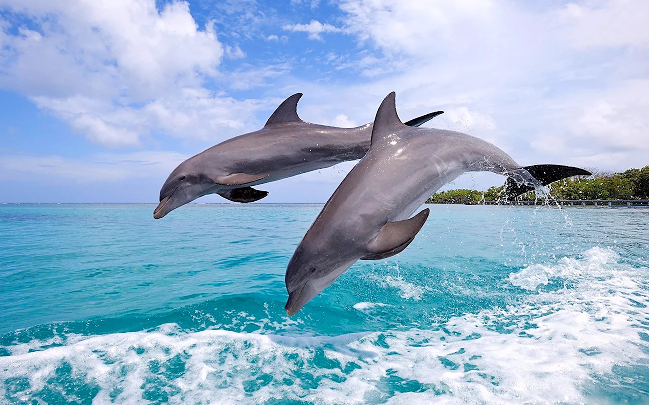 Белобрюхий Дельфин. Картинка