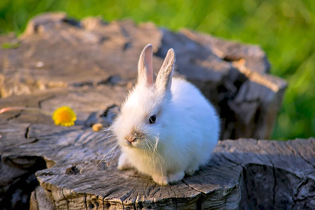 Белохвостый кролик. Красивые картинки животных