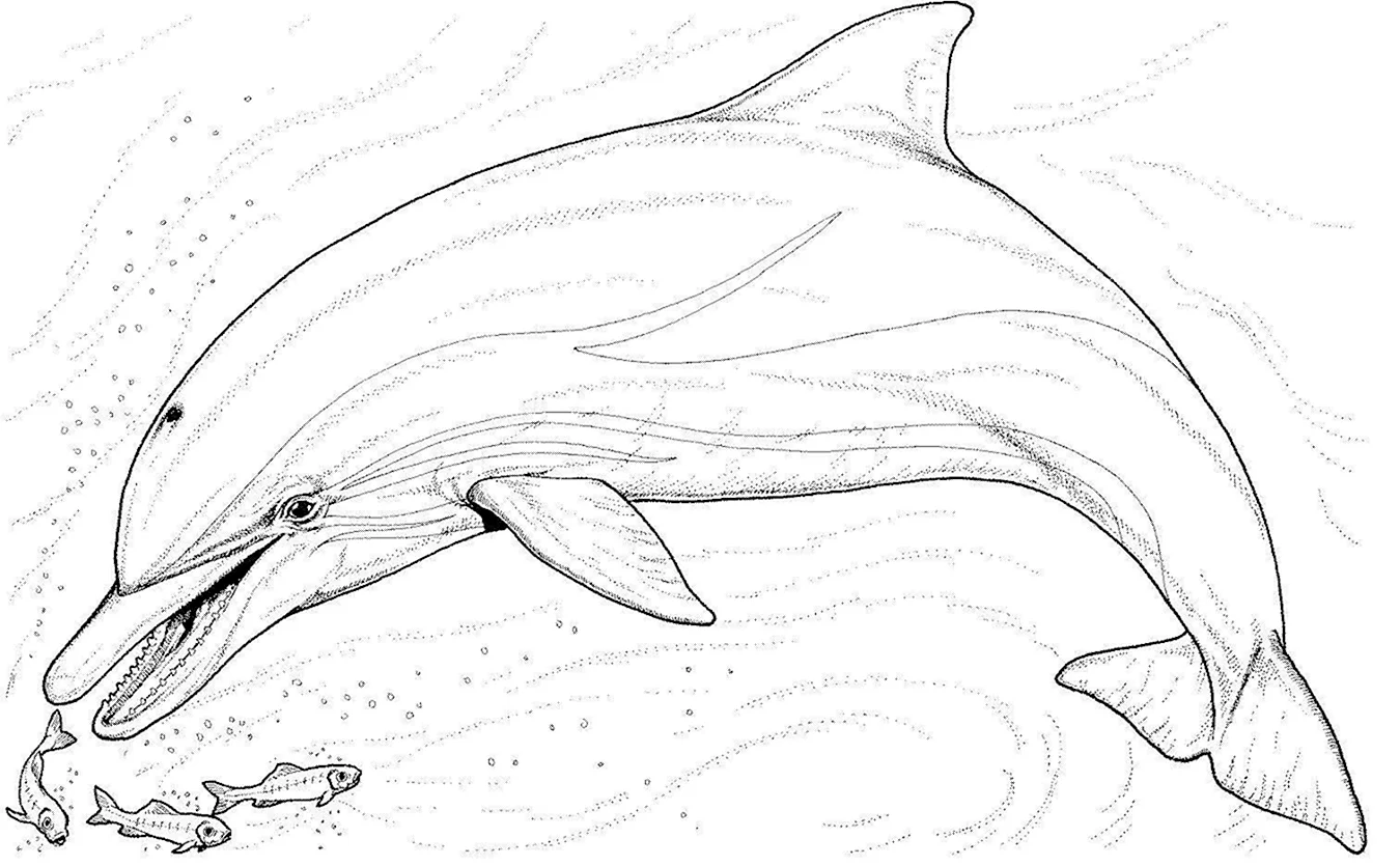 Беломордый Дельфин рисунок. Для срисовки