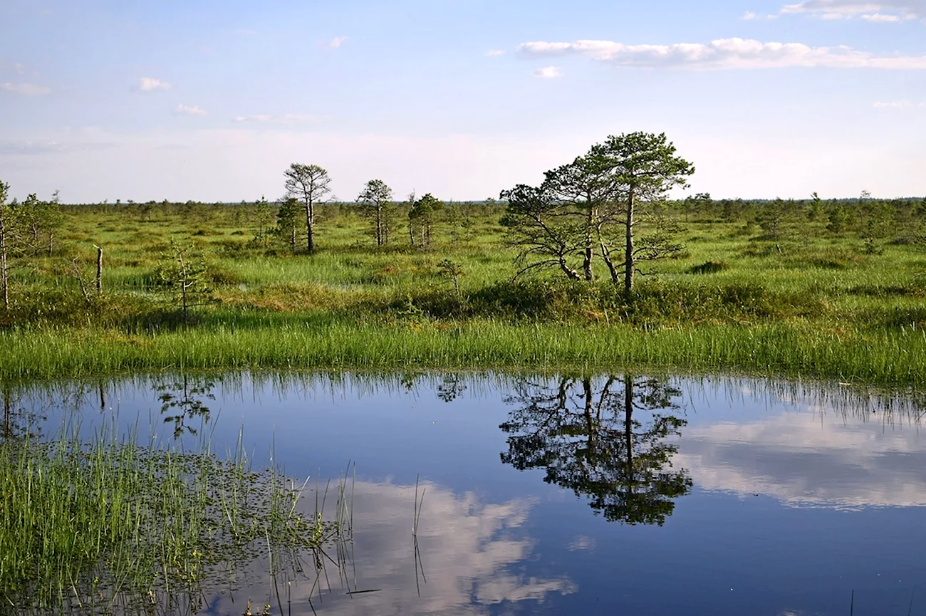 Белоруссия Ольманские болота. Картинка