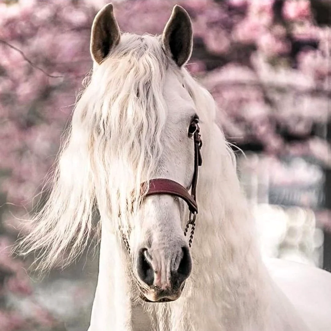 Белые лошади с длинной гривой. Красивое животное