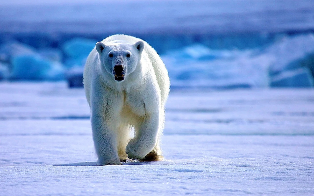 Белые медведи в Арктике. Картинка
