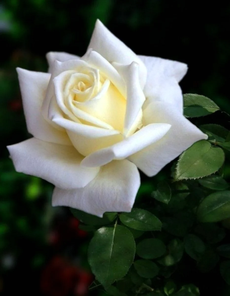 Белые розы. Красивая картинка