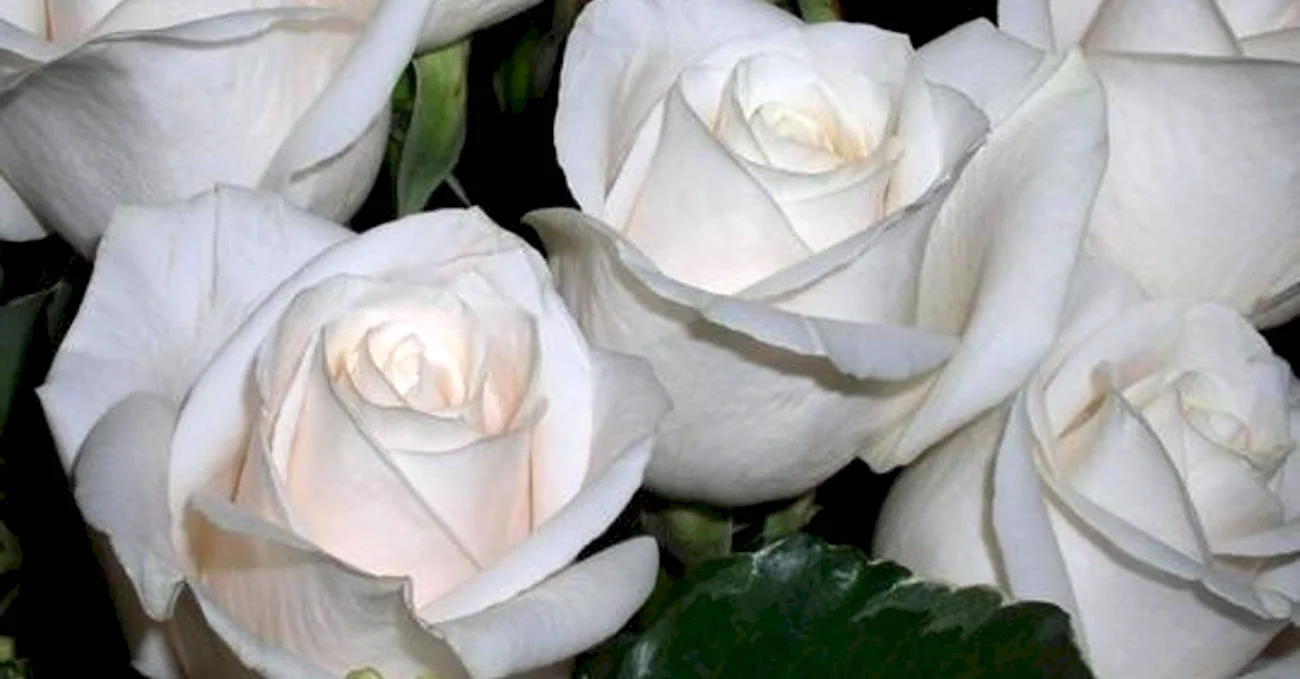 Белые розы. Красивая картинка
