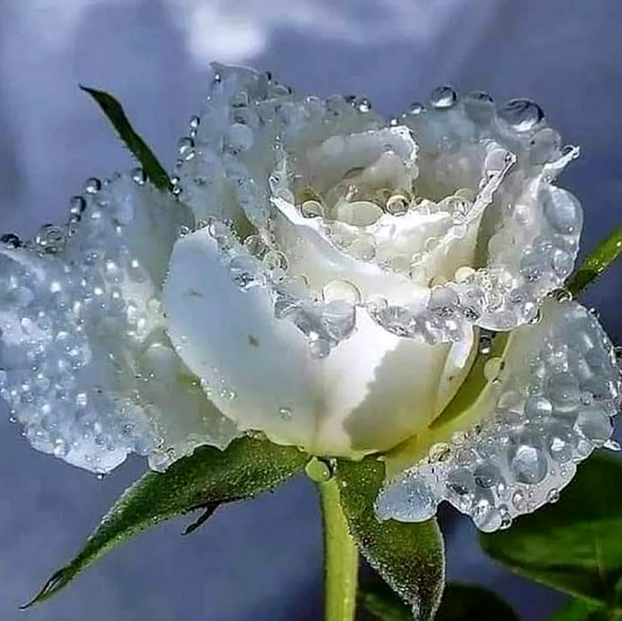 Белые розы с добрым утром. Красивая картинка