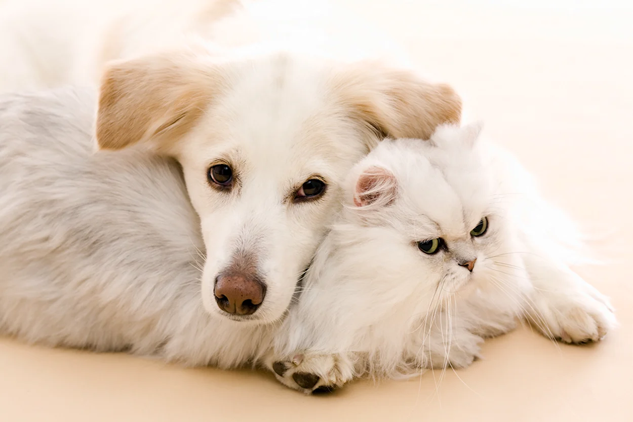 Белые собаки и кошки. Красивое животное