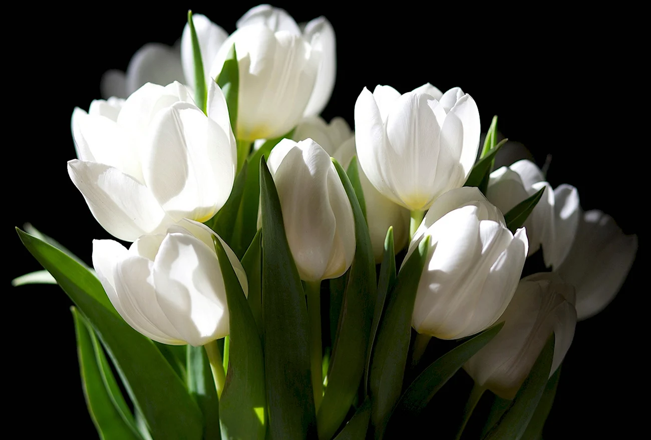 Белые тюльпаны. Картинка