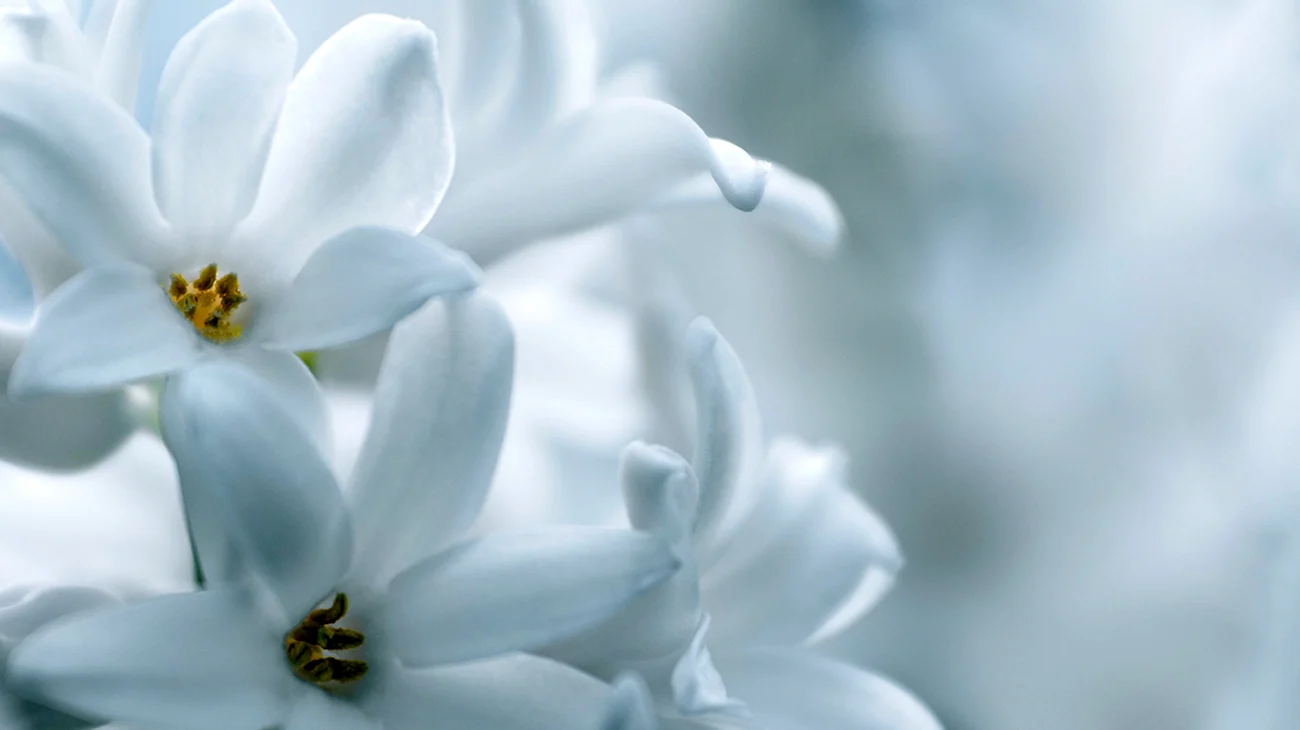 Белые цветы. Красивая картинка