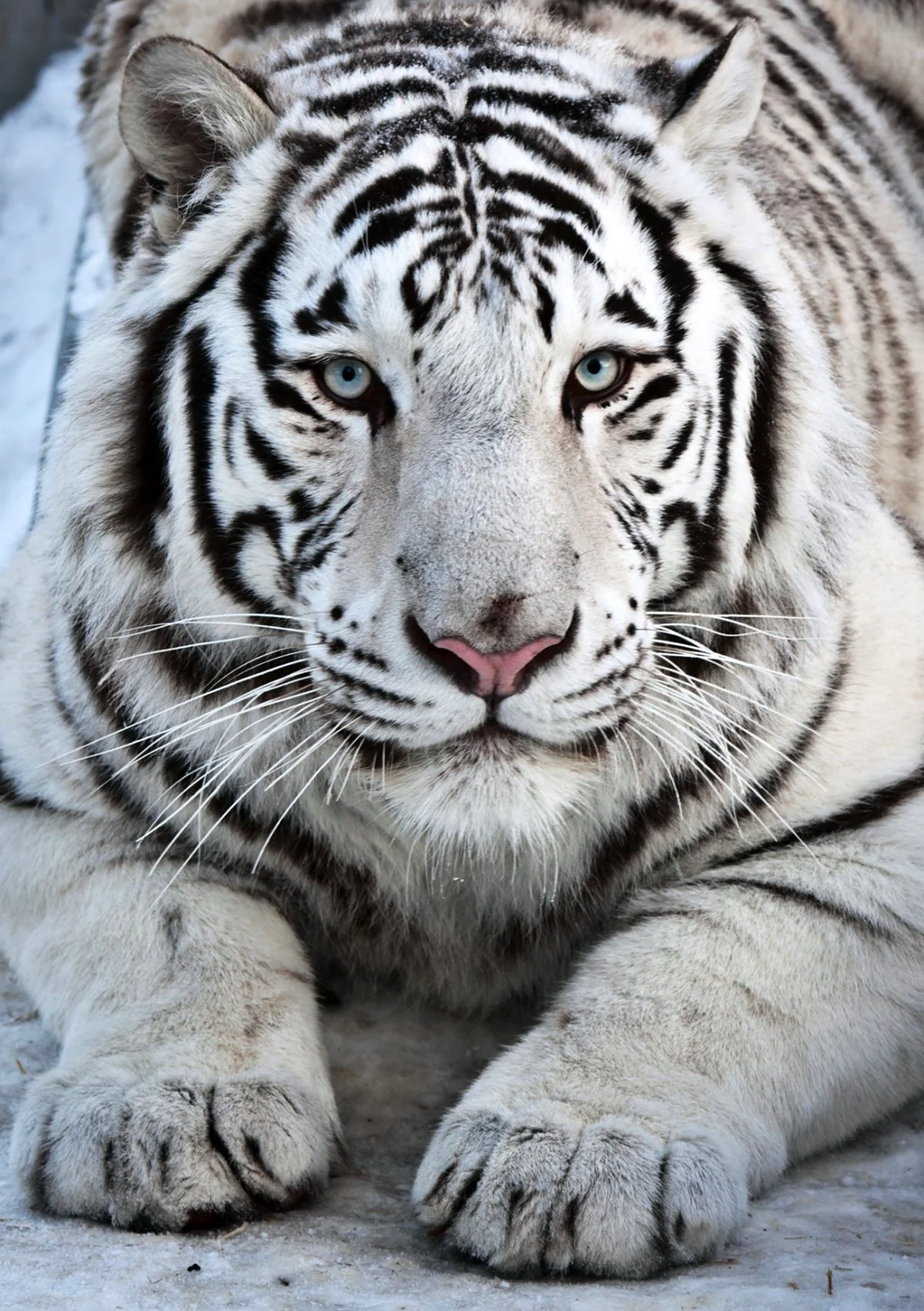 Белый бенгальский тигр. Картинка