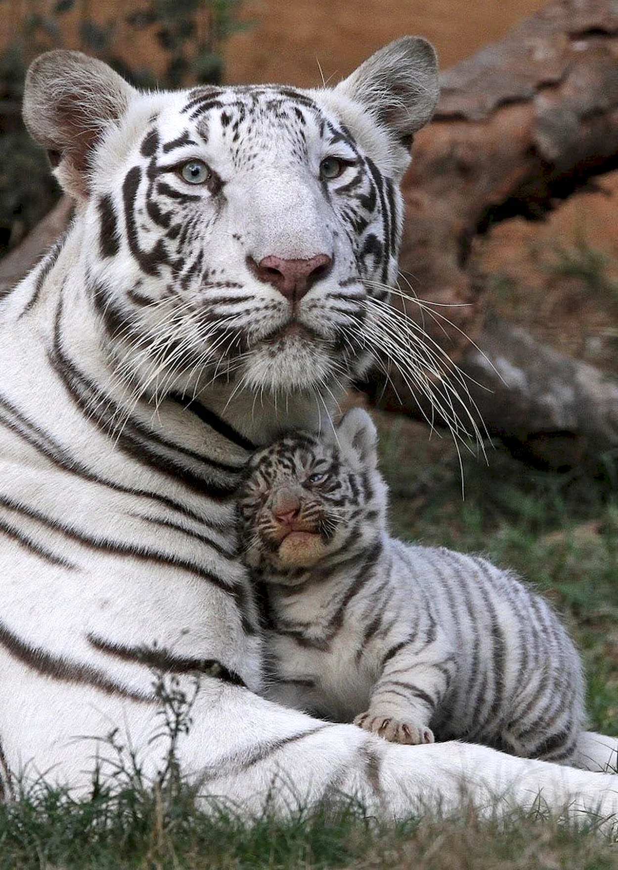 Белый бенгальский тигр. Красивое животное