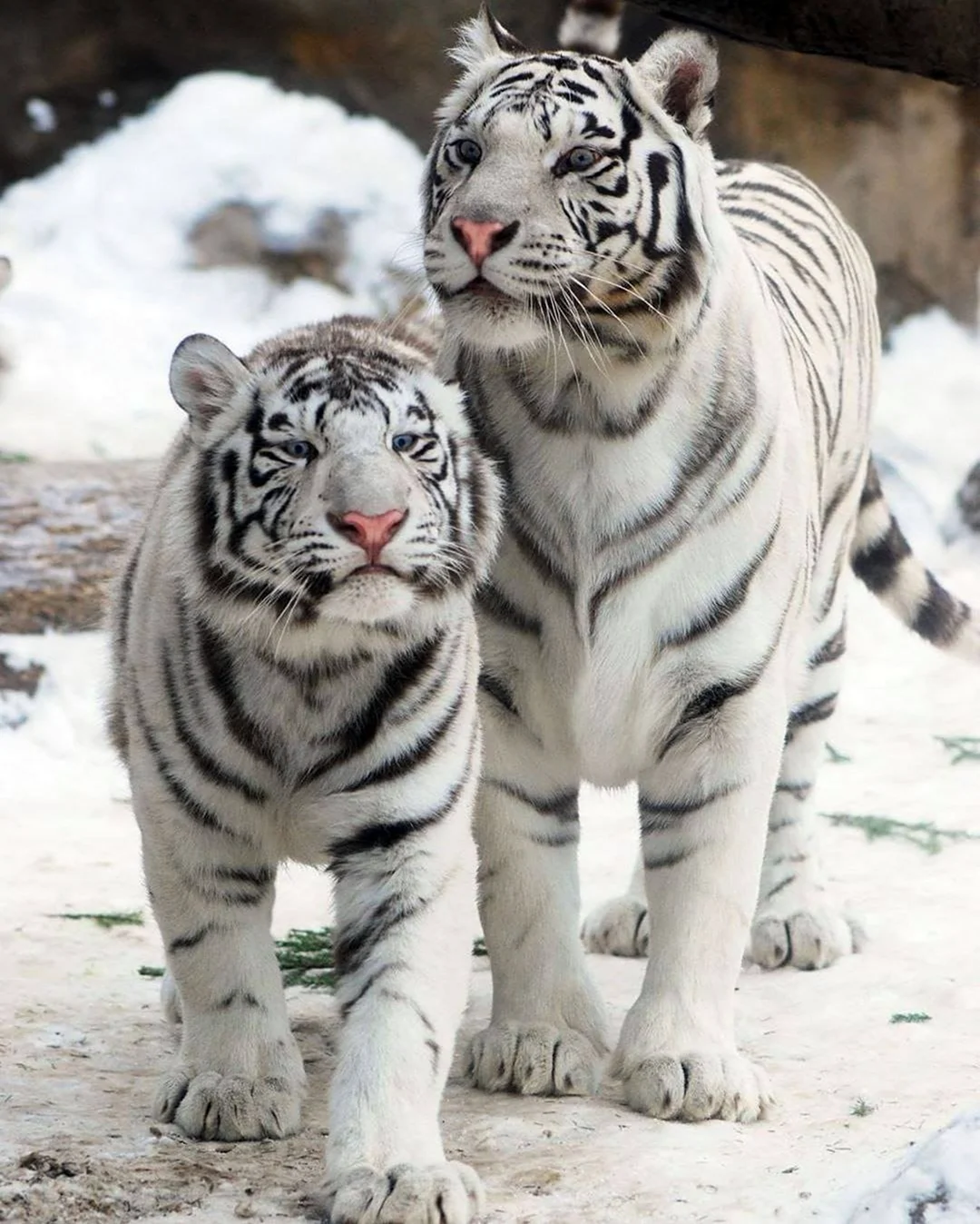 Белый бенгальский тигр. Картинка