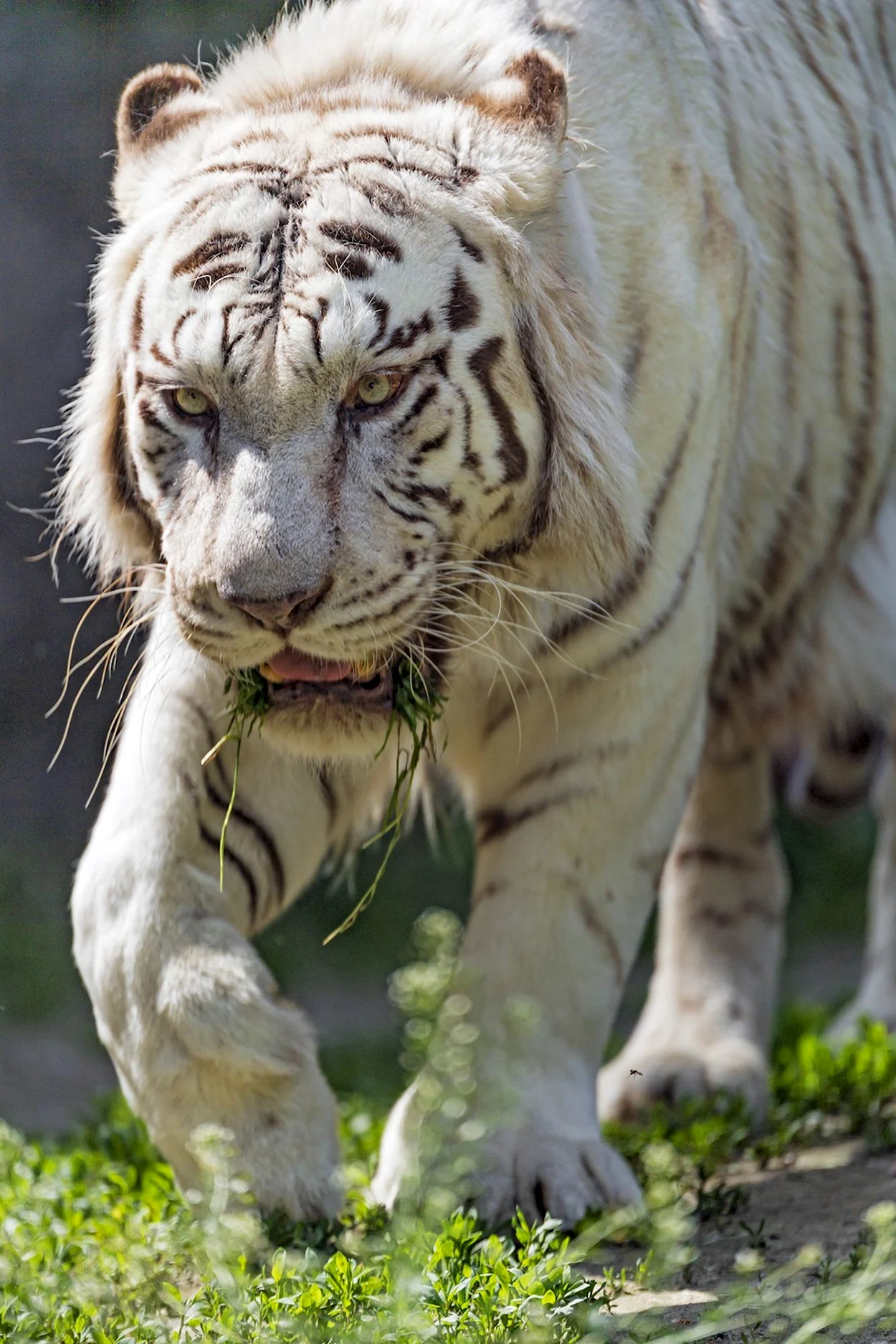Белый бенгальский тигр. Красивое животное