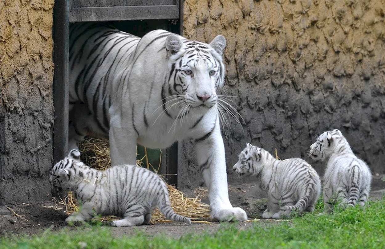 Белый бенгальский тигр и Лигр. Красивое животное
