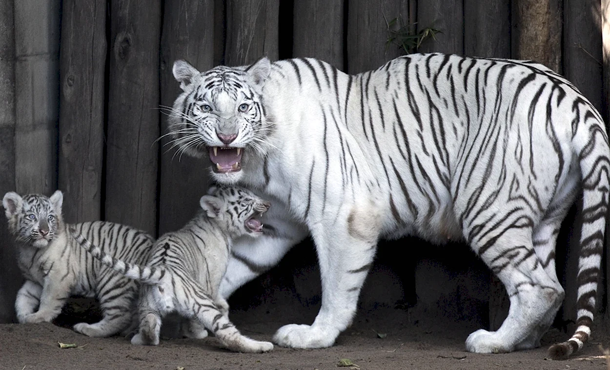 Белый бенгальский тигр LIFEGLOBE. Красивое животное