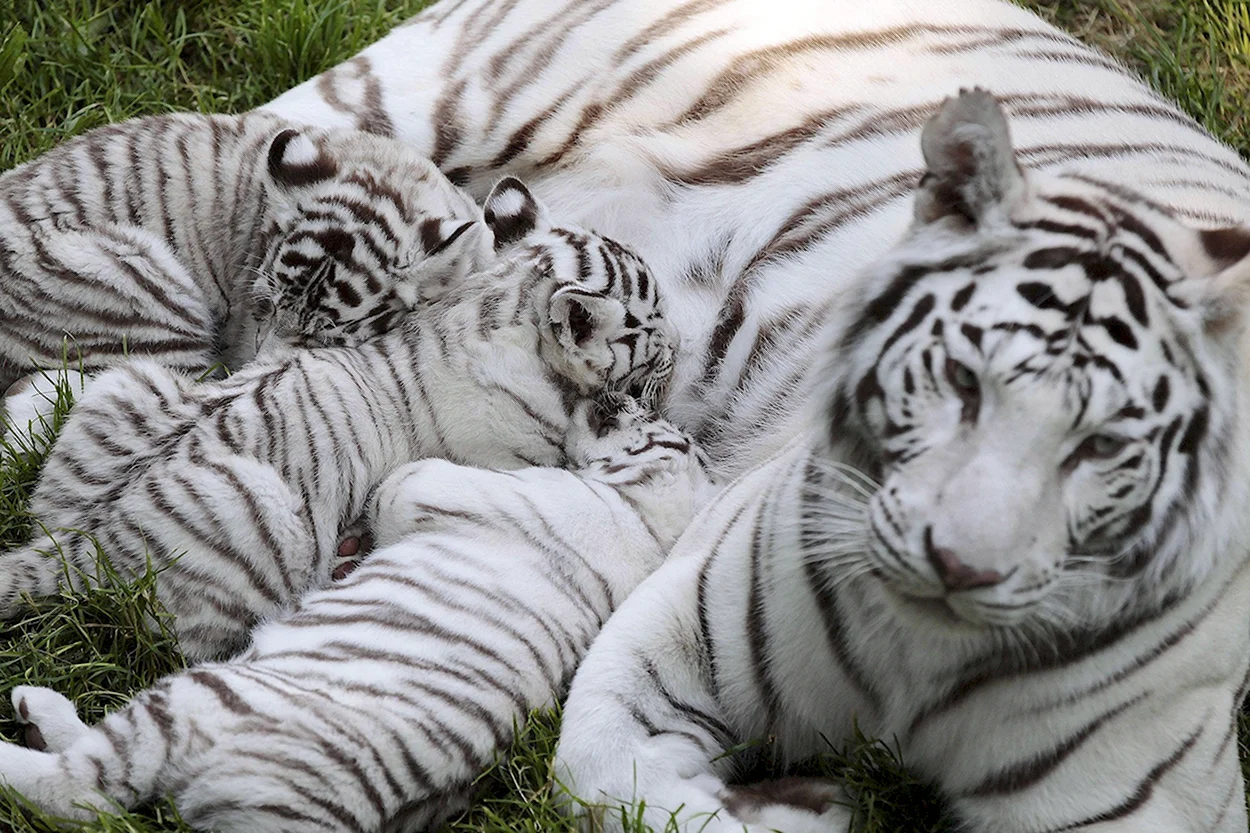 Белый бенгальский тигр Тайган. Красивое животное