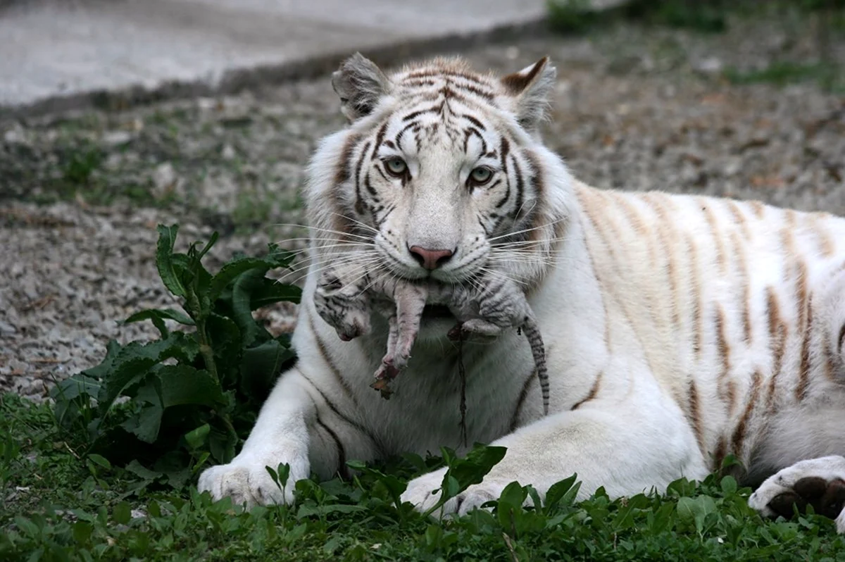 Белый бенгальский Тигренок. Красивое животное