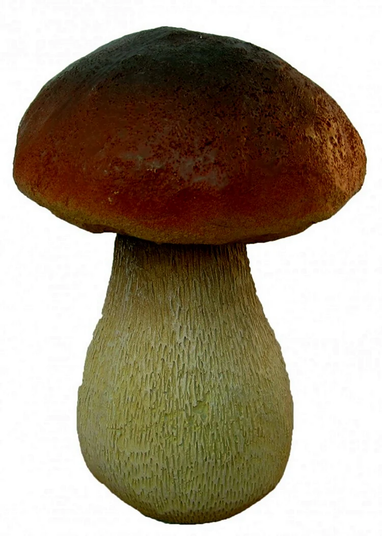 Белый гриб Боровик. Картинка