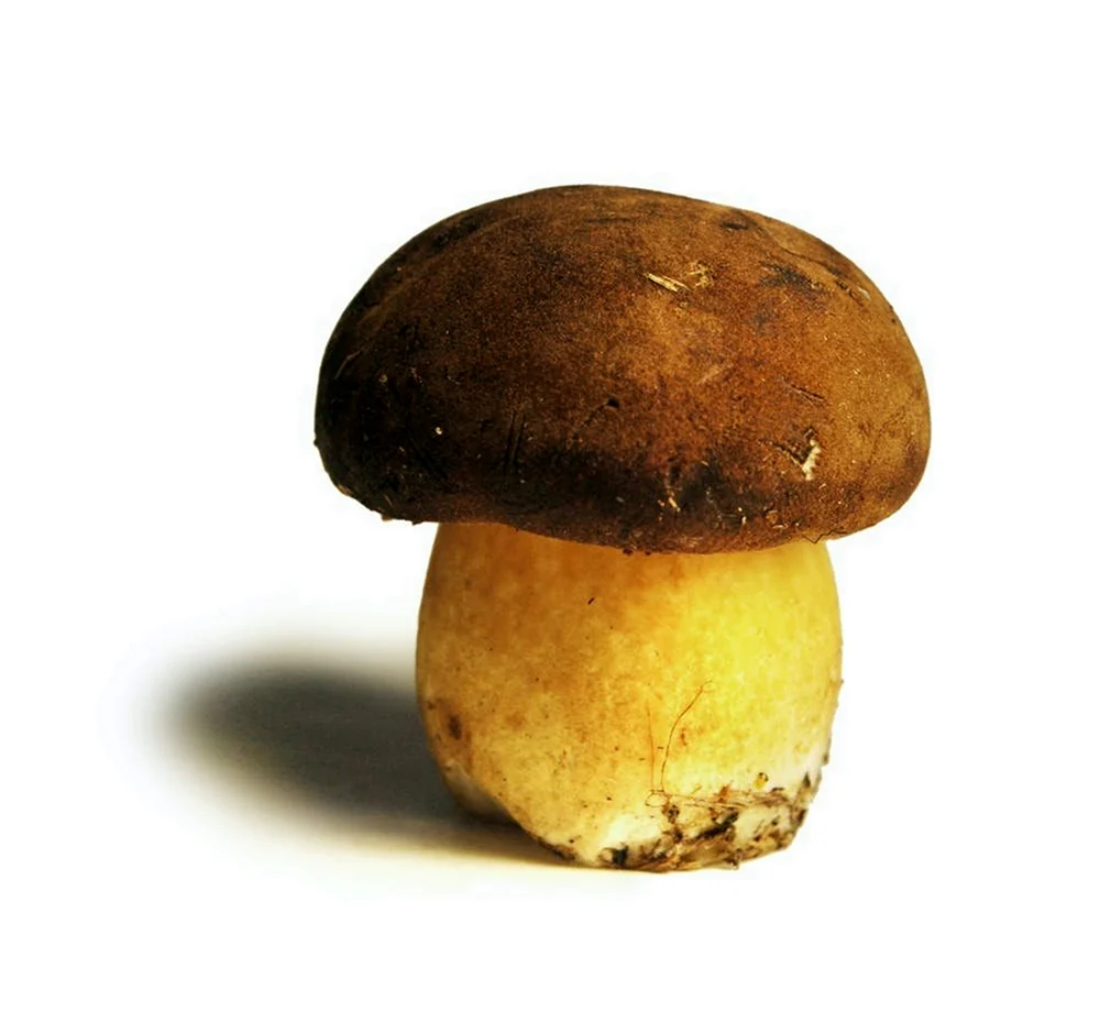 Белый гриб Боровик. Картинка