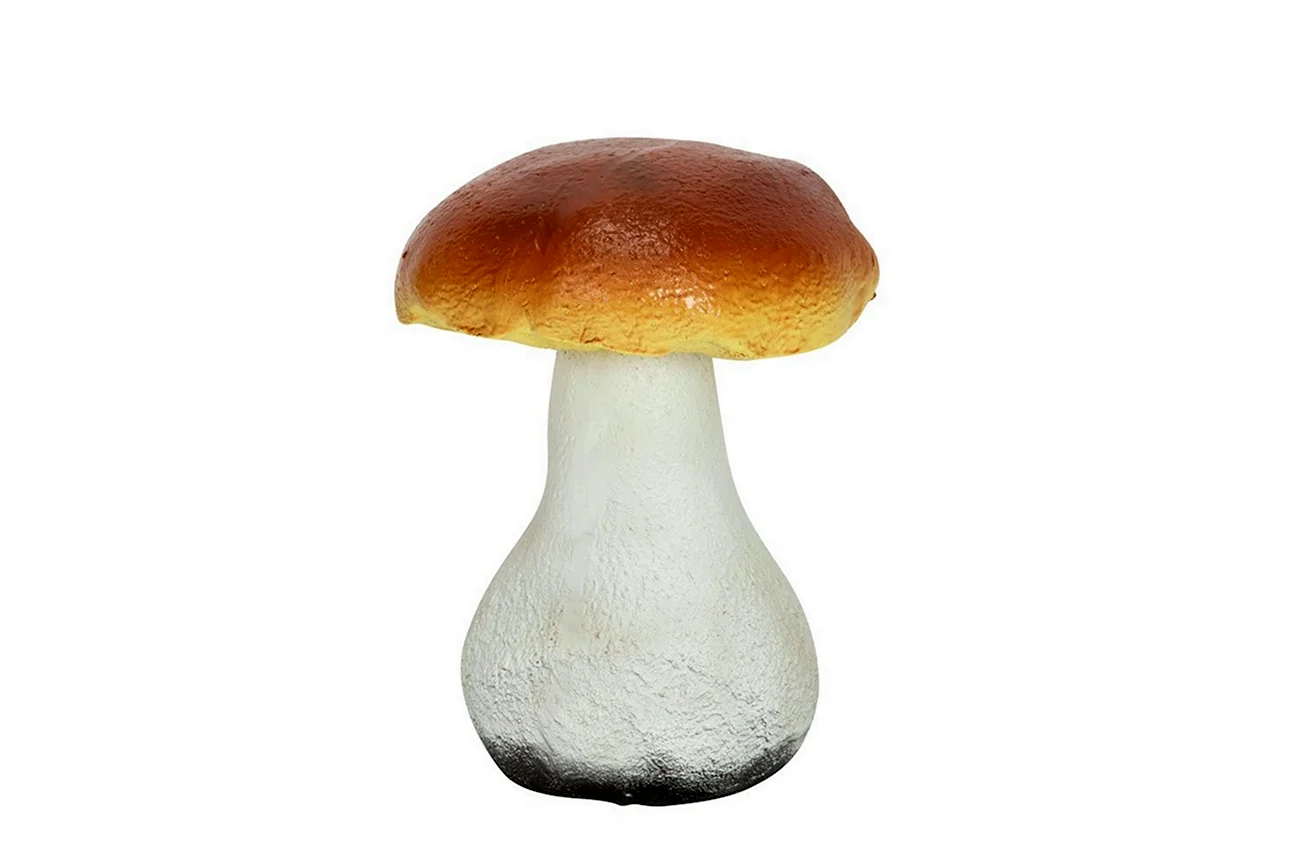 Белый гриб Боровик на белом фоне. Картинка