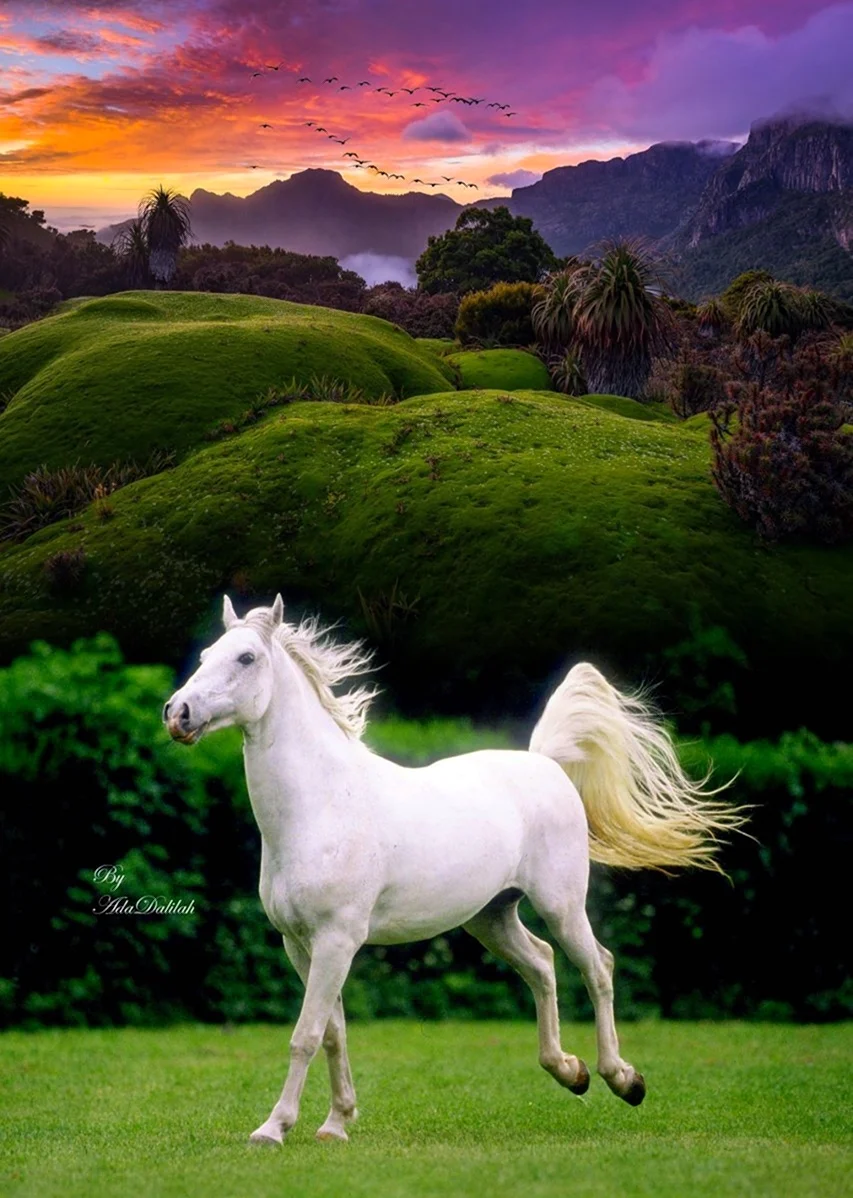 Белый конь. Красивое животное