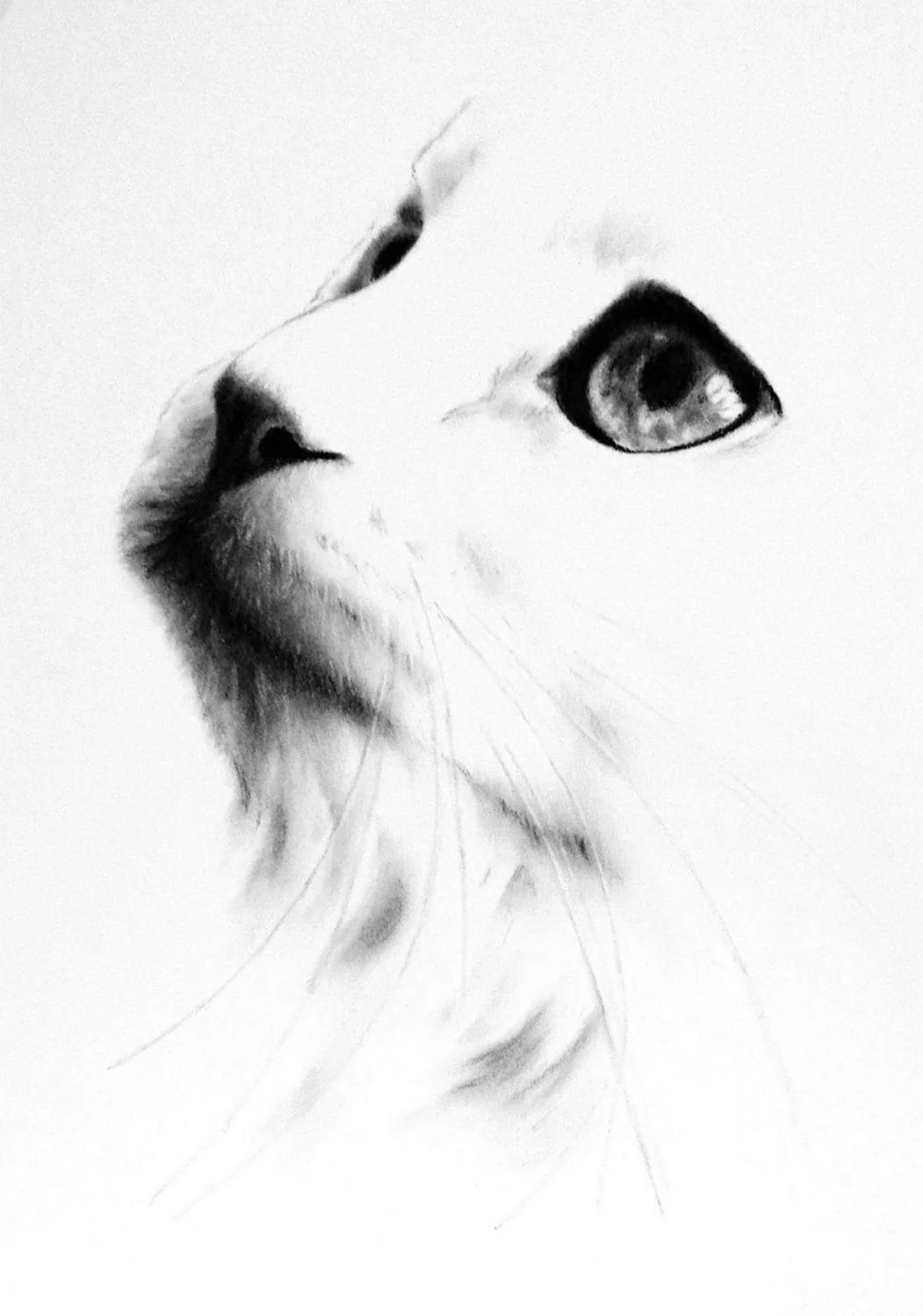 Белый кот рисунок карандашом. Для срисовки