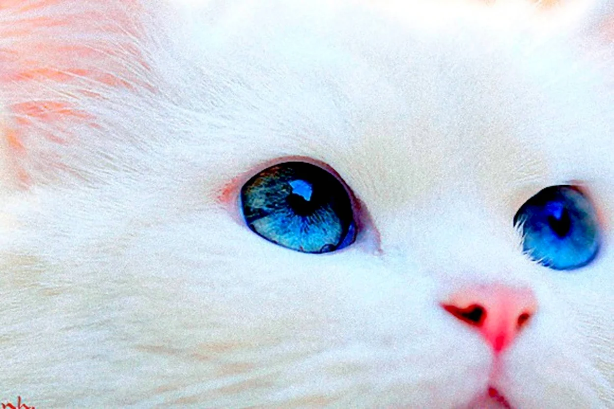 Белый кот с голубыми глазами. Красивое животное