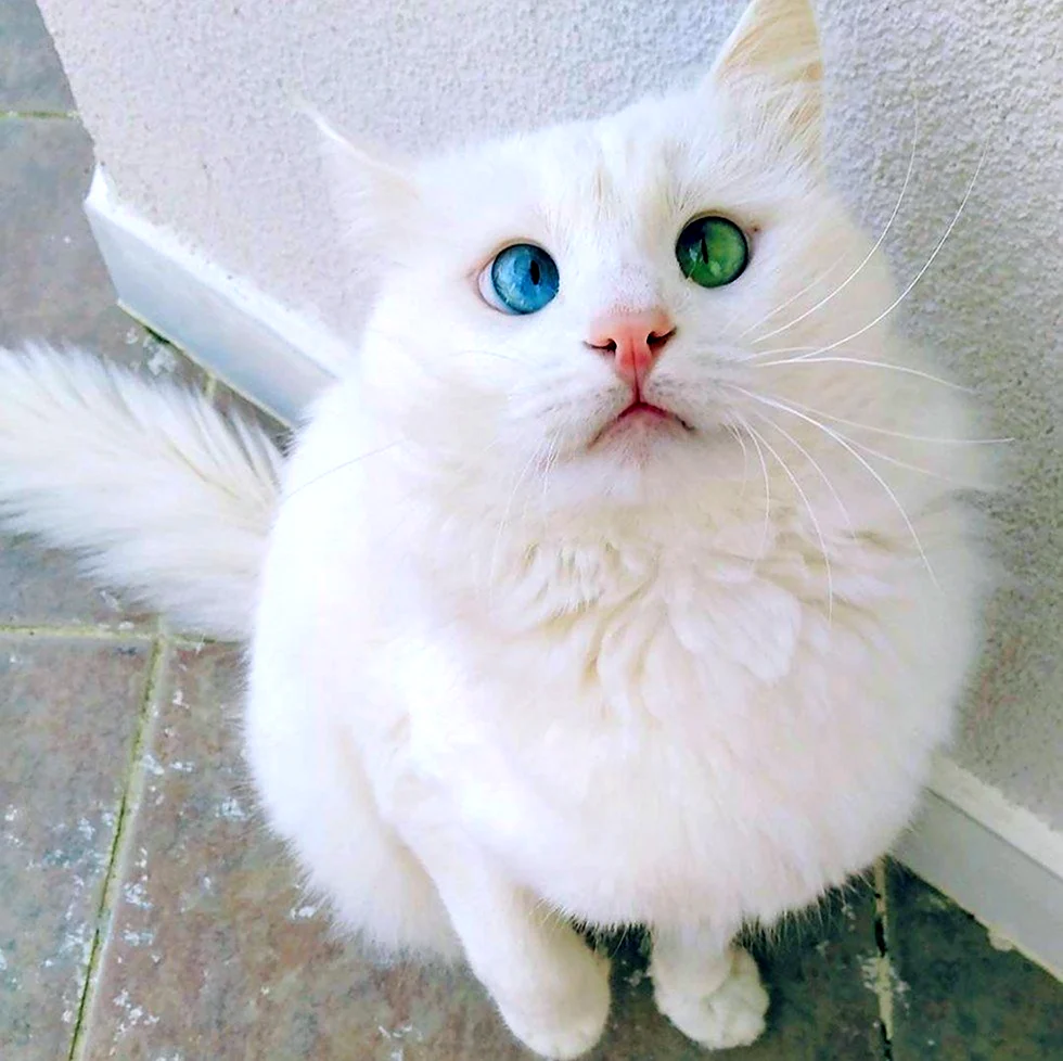 Белый кот с необычными глазами. Красивое животное