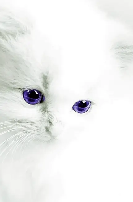 Белый котенок. Красивая картинка