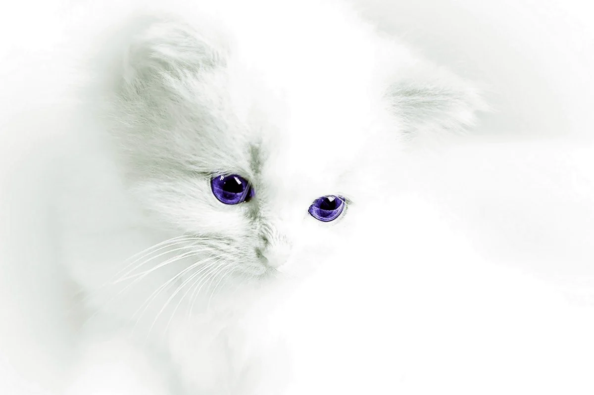 Белый котенок. Красивая картинка