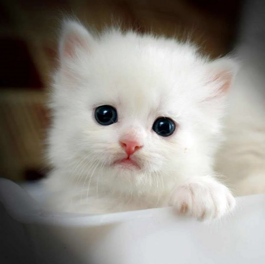 Белый котенок. Красивые картинки животных