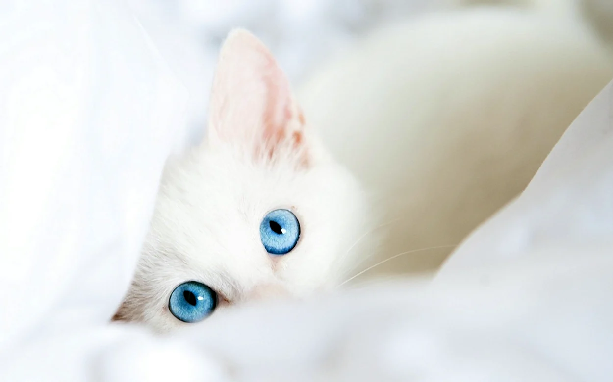 Белый котик в голубых цветах. Красивое животное